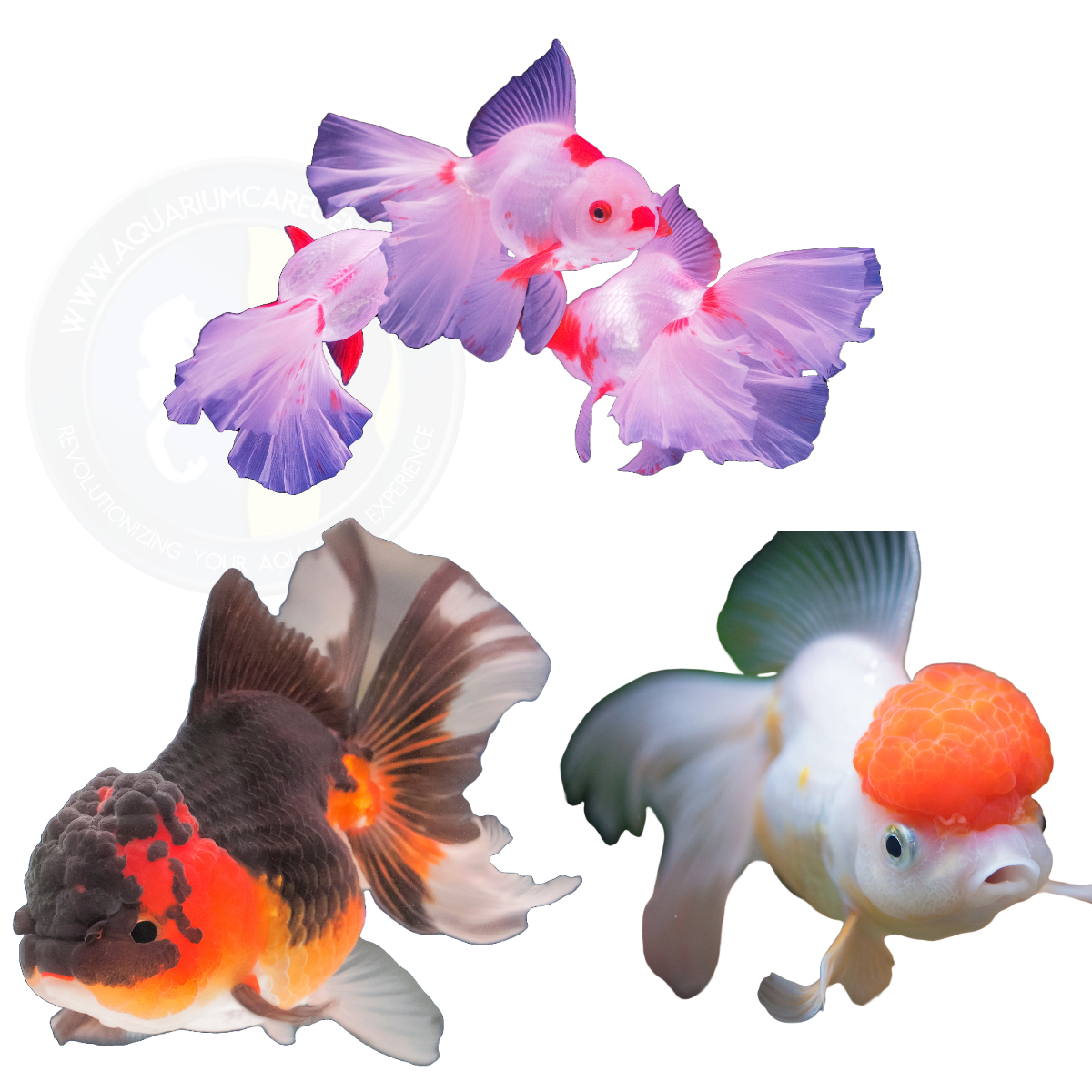 Oranda Goldfish