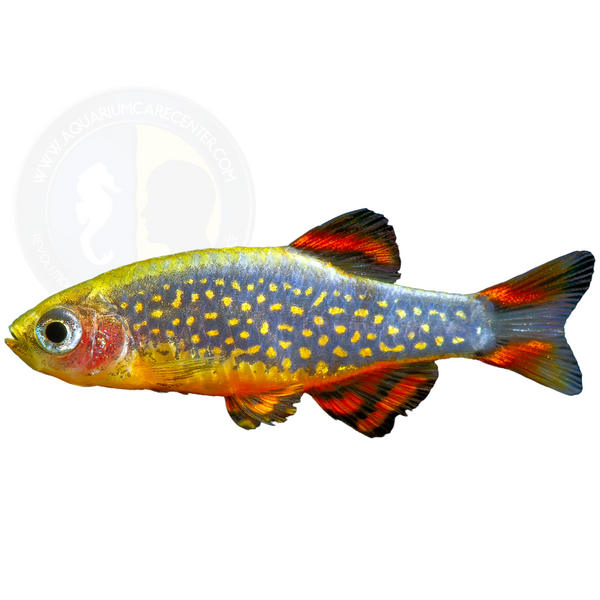 Galaxy rasbora care best sale