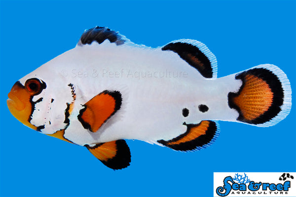 Clown fish petsmart best sale