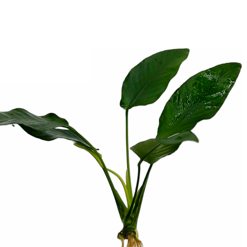 Striped Anubias Barteri (Anubias barteri sp. "Striped")