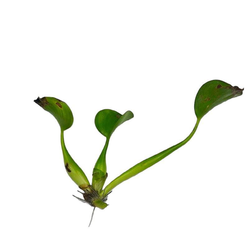 Water Hyacinth